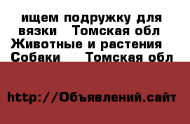 ищем подружку для вязки - Томская обл. Животные и растения » Собаки   . Томская обл.